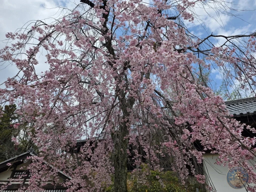 Hiroshima Japan Cruise Port Guide 2026 – Insider Tips & One Day Itinerary 45 Full view of a massive weeping cherry blossom tree covered in pink flowers with traditional Japanese roofs in the background on Miyajima Island in Hiroshima Japan. Hiroshima Japan Cruise Port Guide, DIY Hiroshima Cruise Port to City Center, Things to do in Hiroshima from cruise ship, Westerdam Hiroshima Docking Location, One day in Hiroshima Japan itinerary by Danny and Peter.