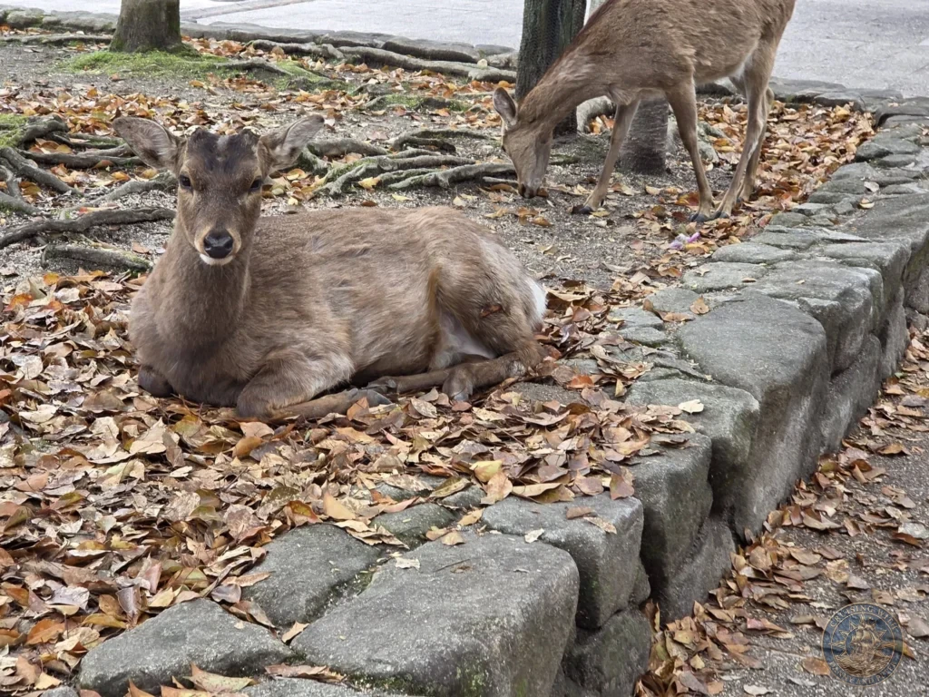 Hiroshima Japan Cruise Port Guide 2026 – Insider Tips & One Day Itinerary 21 Wild sika deer resting on a bed of fallen leaves next to a stone retaining wall on Miyajima Island in Hiroshima Japan. Hiroshima Japan Cruise Port Guide, DIY Hiroshima Cruise Port to City Center, Things to do in Hiroshima from cruise ship, Westerdam Hiroshima Docking Location, One day in Hiroshima Japan itinerary by Danny and Peter.