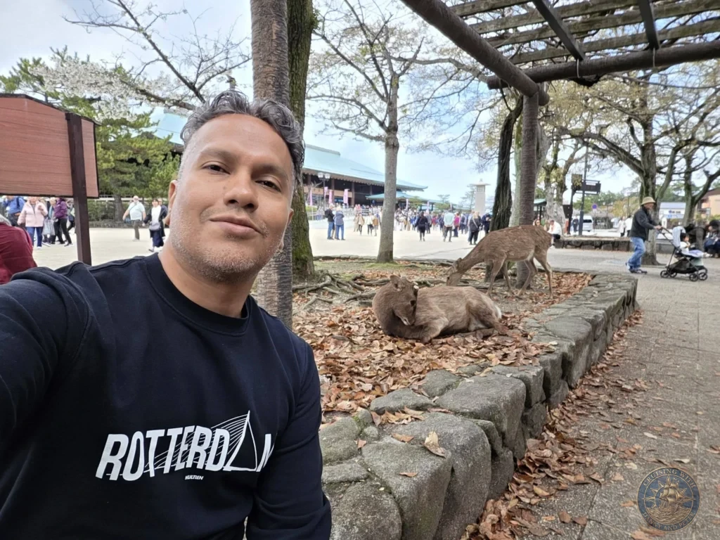 Hiroshima Japan Cruise Port Guide 2026 – Insider Tips & One Day Itinerary 47 Danny taking a selfie with wild sika deer resting and grazing behind him in a park on Miyajima Island in Hiroshima Japan. Hiroshima Japan Cruise Port Guide, DIY Hiroshima Cruise Port to City Center, Things to do in Hiroshima from cruise ship, Westerdam Hiroshima Docking Location, One day in Hiroshima Japan itinerary by Danny and Peter.