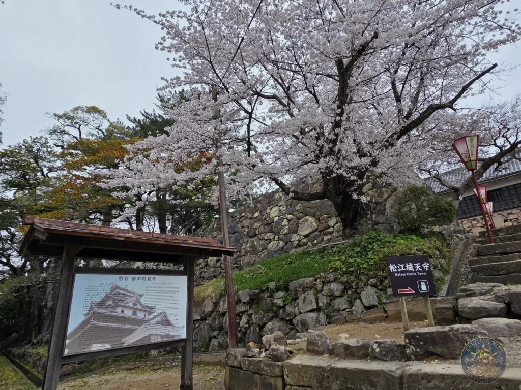 A cherry blossom tree in full bloom overarching a stone wall pathway with an information board and direction sign to Matsue Castle Tower during a shore excursion from Sakaiminato Japan Cruise Port Guide, DIY Sakaiminato Cruise Port to City Center, Things to do in Sakaiminato from cruise ship, Westerdam Sakaiminato Docking Location, One day in Sakaiminato Japan itinerary by Danny and Peter.