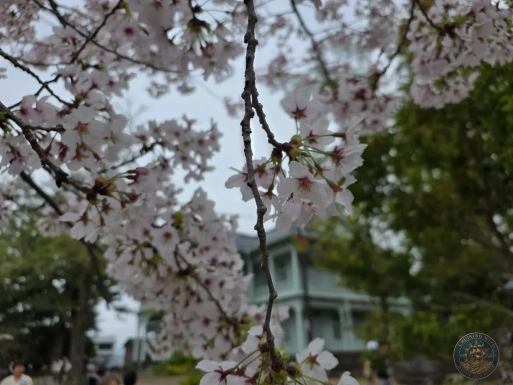 Close-up view of delicate soft pink cherry blossom flowers in full bloom with the pale green Kikokukan building softly blurred in the background during a shore excursion from Sakaiminato Japan Cruise Port Guide, DIY Sakaiminato Cruise Port to City Center, Things to do in Sakaiminato from cruise ship, Westerdam Sakaiminato Docking Location, One day in Sakaiminato Japan itinerary by Danny and Peter.