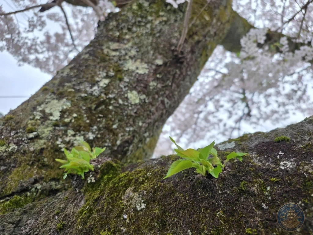 Close-up view of fresh green leaves sprouting directly from mossy cherry blossom tree bark with soft blooming sakura in the canopy background during a shore excursion from Sakaiminato Japan Cruise Port Guide, DIY Sakaiminato Cruise Port to City Center, Things to do in Sakaiminato from cruise ship, Westerdam Sakaiminato Docking Location, One day in Sakaiminato Japan itinerary by Danny and Peter.