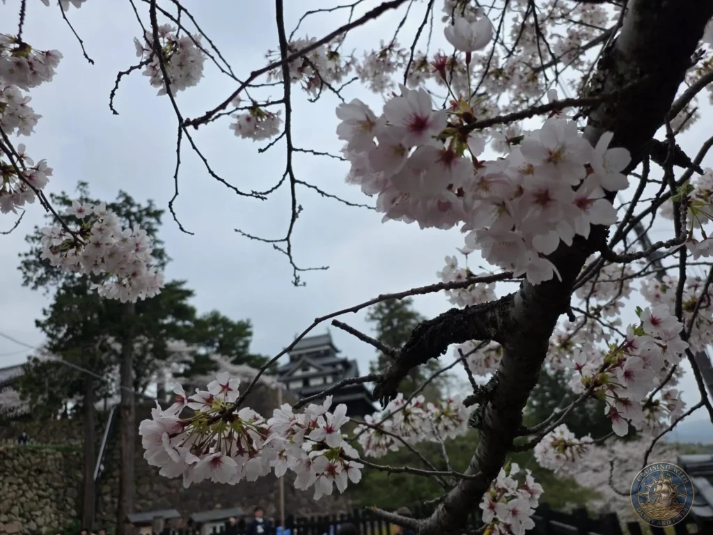 Clusters of light pink cherry blossoms hanging from dark branches in the foreground with the black wooden keep of Matsue Castle framed in the soft background during a shore excursion from Sakaiminato Japan Cruise Port Guide, DIY Sakaiminato Cruise Port to City Center, Things to do in Sakaiminato from cruise ship, Westerdam Sakaiminato Docking Location, One day in Sakaiminato Japan itinerary by Danny and Peter.