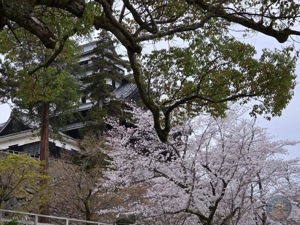 Low-angle view of the black five-story Matsue Castle main keep towering over a stone wall surrounded by lush green foliage and pale pink cherry blossom trees in full bloom during a shore excursion from Sakaiminato Japan Cruise Port Guide, DIY Sakaiminato Cruise Port to City Center, Things to do in Sakaiminato from cruise ship, Westerdam Sakaiminato Docking Location, One day in Sakaiminato Japan itinerary by Danny and Peter.