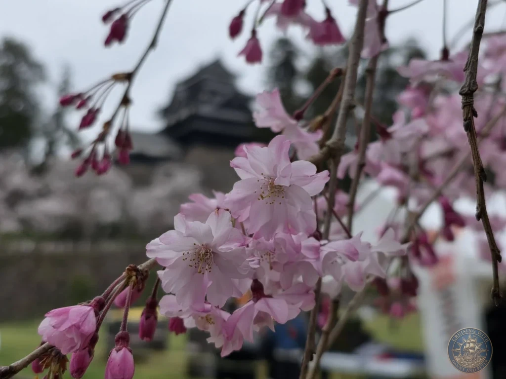 Close-up view of vibrant pink weeping cherry blossoms and flower buds hanging in focus with the blurred silhouette of Matsue Castle main keep in the background during a shore excursion from Sakaiminato Japan Cruise Port Guide, DIY Sakaiminato Cruise Port to City Center, Things to do in Sakaiminato from cruise ship, Westerdam Sakaiminato Docking Location, One day in Sakaiminato Japan itinerary by Danny and Peter.