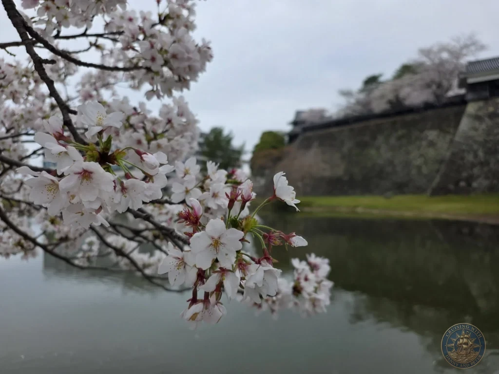 Soft white cherry blossoms in full bloom framing the peaceful water of the castle moat with the ancient stone walls and ramparts of Matsue Castle soft-focused in the background during a shore excursion from Sakaiminato Japan Cruise Port Guide, DIY Sakaiminato Cruise Port to City Center, Things to do in Sakaiminato from cruise ship, Westerdam Sakaiminato Docking Location, One day in Sakaiminato Japan itinerary by Danny and Peter.