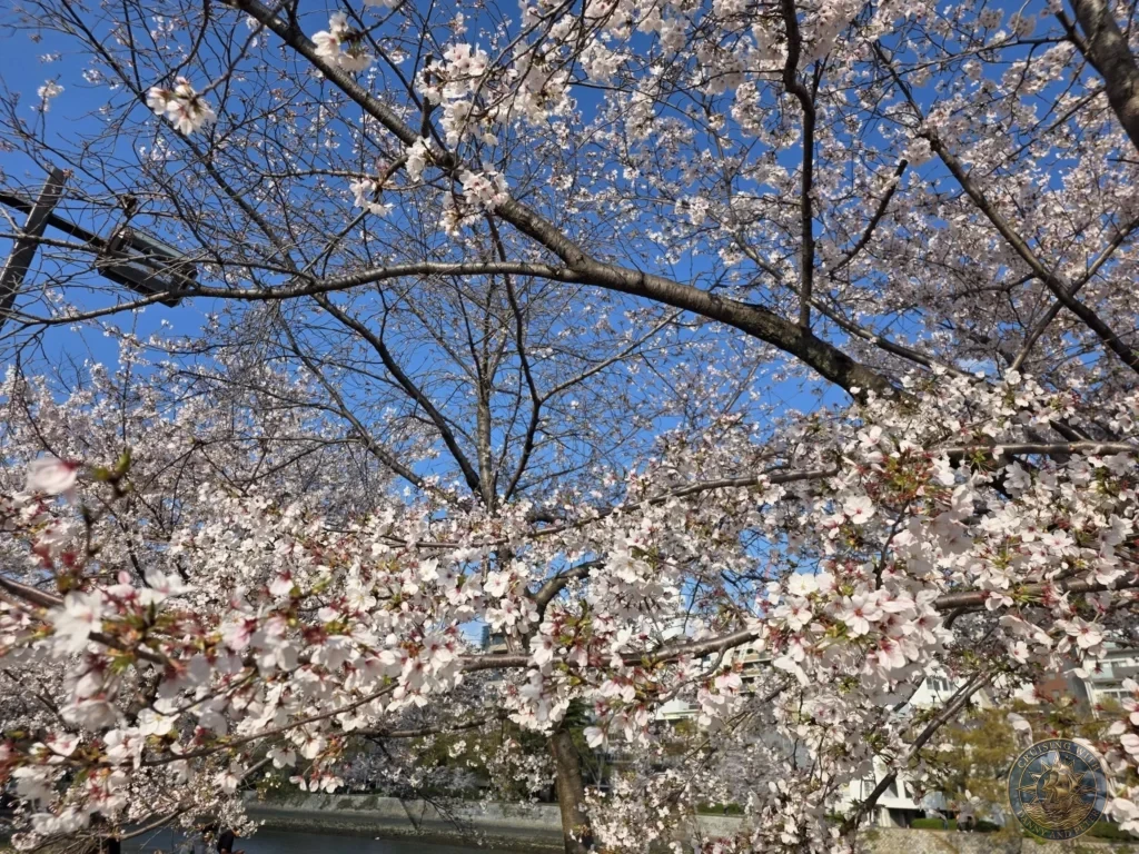 Hiroshima Japan Cruise Port Guide 2026 – Insider Tips & One Day Itinerary 68 A vibrant canopy of light pink cherry blossoms in full bloom against a bright clear blue sky along the river in Peace Memorial Park in Hiroshima Japan. Hiroshima Japan Cruise Port Guide, DIY Hiroshima Cruise Port to City Center, Things to do in Hiroshima from cruise ship, Westerdam Hiroshima Docking Location, One day in Hiroshima Japan itinerary by Danny and Peter.