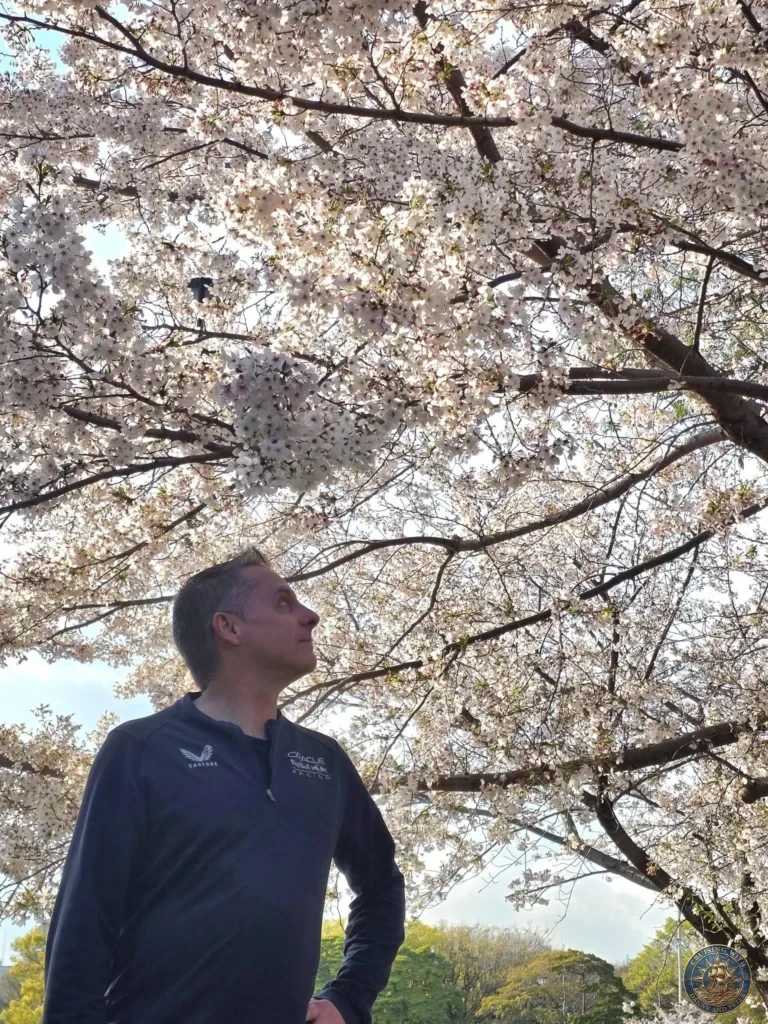 Hiroshima Japan Cruise Port Guide 2026 – Insider Tips & One Day Itinerary 18 A side profile view looking up at a dense canopy of pale pink cherry blossoms blooming under a clear sky in Peace Memorial Park in Hiroshima Japan. Hiroshima Japan Cruise Port Guide, DIY Hiroshima Cruise Port to City Center, Things to do in Hiroshima from cruise ship, Westerdam Hiroshima Docking Location, One day in Hiroshima Japan itinerary by Danny and Peter.