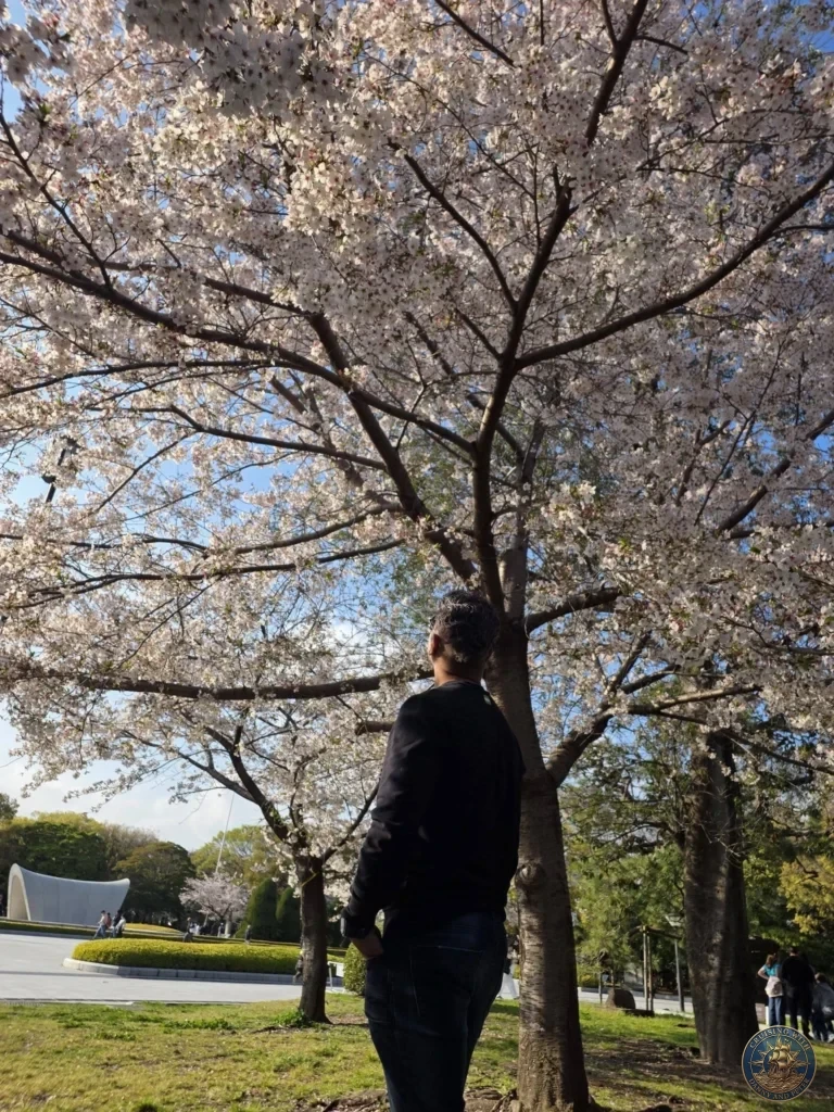 Hiroshima Japan Cruise Port Guide 2026 – Insider Tips & One Day Itinerary 69 Danny standing under a large, blooming cherry blossom tree looking up into the pink canopy with Peace Memorial Park grounds in the background under a clear blue sky in Hiroshima Japan. Hiroshima Japan Cruise Port Guide, DIY Hiroshima Cruise Port to City Center, Things to do in Hiroshima from cruise ship, Westerdam Hiroshima Docking Location, One day in Hiroshima Japan itinerary by Danny and Peter.
